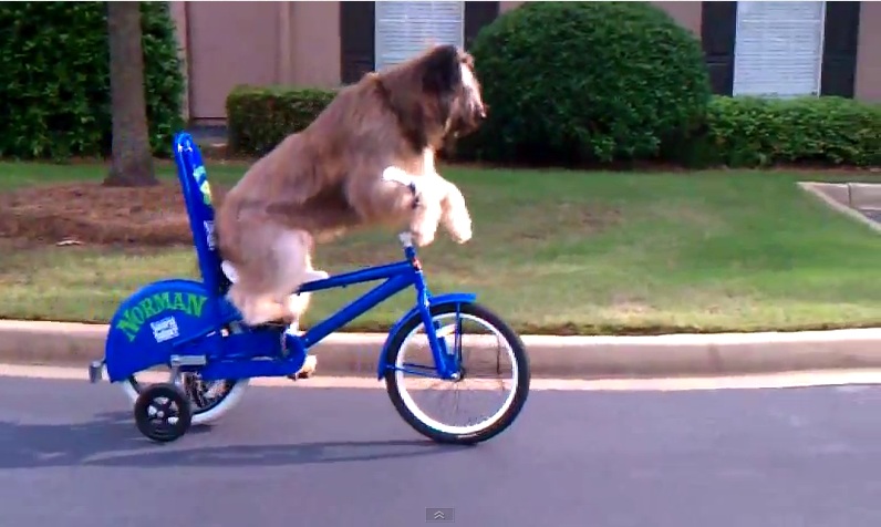 dog_rides_bike_feat.jpg