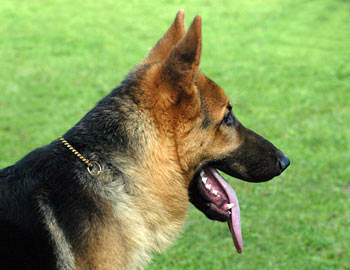 alsatian.jpg