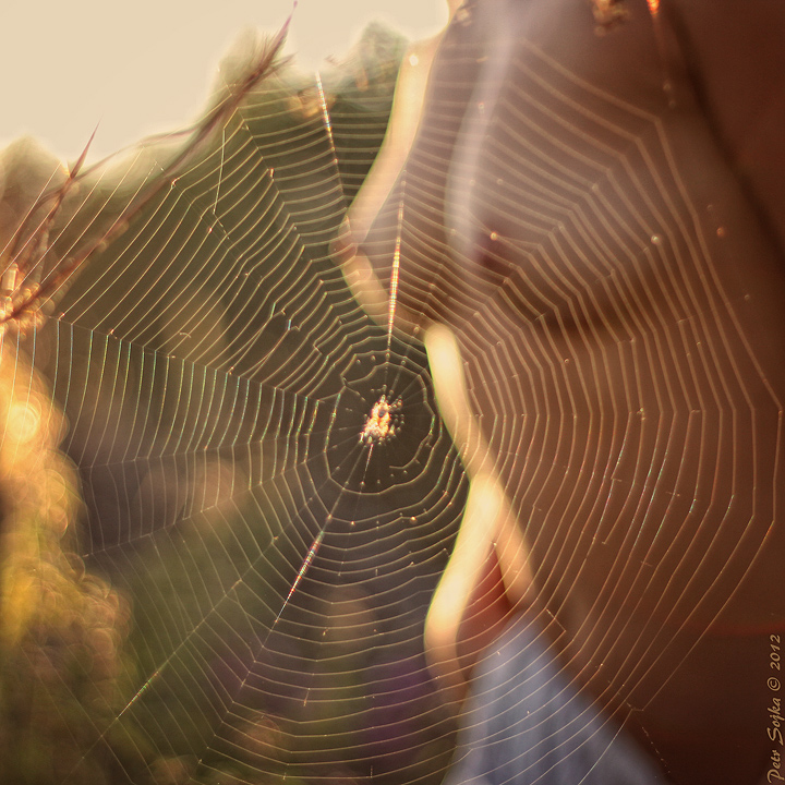 spider_by_fotopscz-d5qebuh.jpg