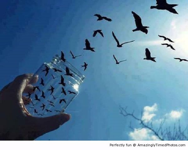 Releasing-the-birds-resizecrop--.jpg