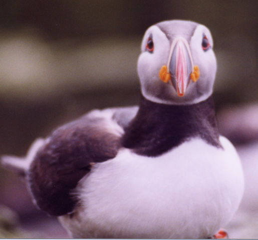 puffin.jpg