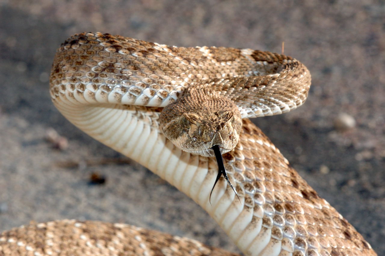 rattle_snake_040206_022.jpg