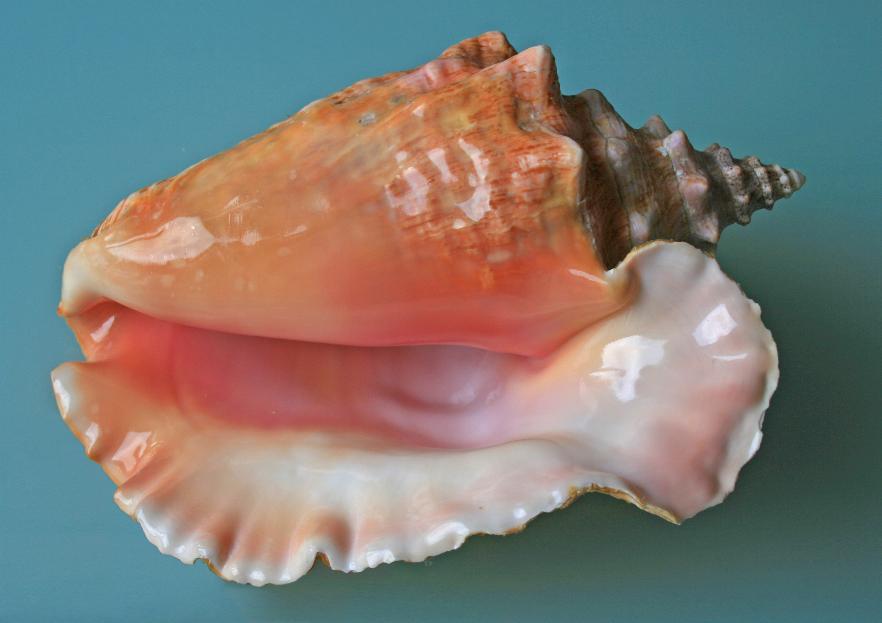 Sea_shell_%28Trinidad_%26_Tobago_2009%29.jpg