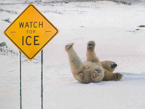 bearslippin.jpg