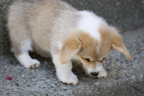 firefox-puppy1.jpg