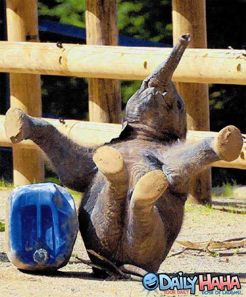 elephant_fall.jpg