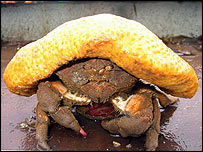 _41348491_crab_203.jpg