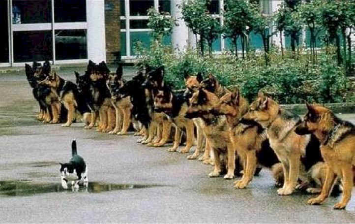 cat-dogs.jpg