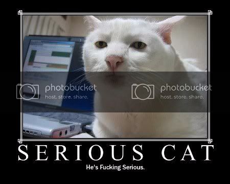 seriouscat-1.jpg