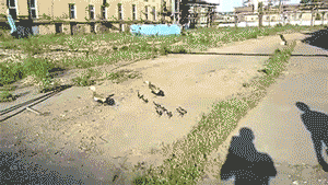 oLfq1nP.gif
