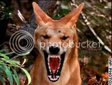 dingo.jpg