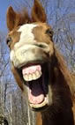 Laughing_Horse.jpg