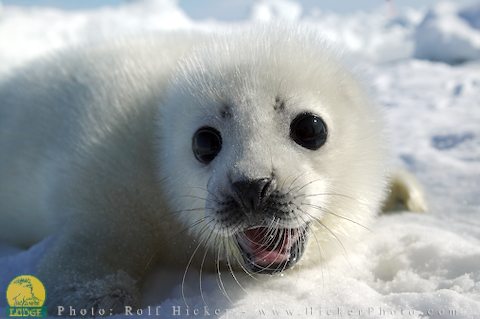 baby-harp-seal_78.jpg