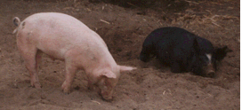 Pigs.gif