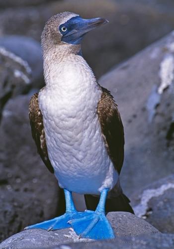 bluefooted-booby_449.jpg