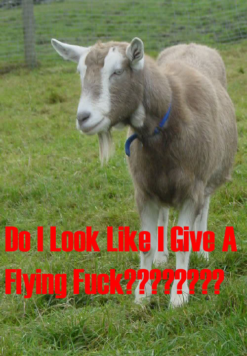goatflyfuck.jpg