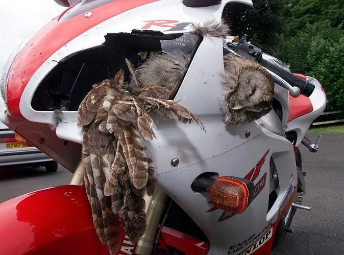 dead_bird.jpg
