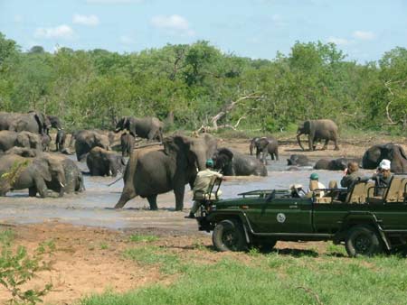 south-africa-safari.jpg