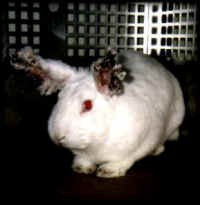 rabbit-med-16_small.jpg