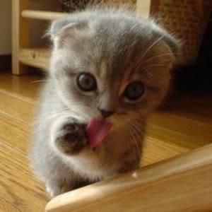 LittleCat.jpg