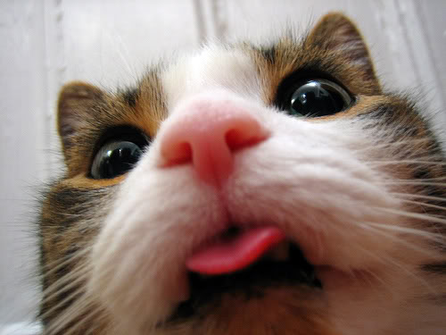 cute-animals-18.jpg
