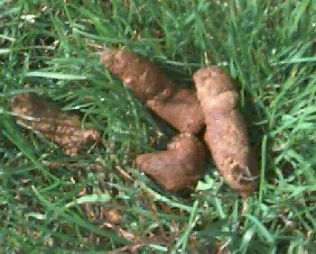 poop-7447.jpg