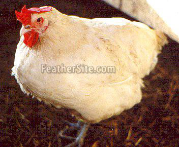 BresseHen2.JPEG