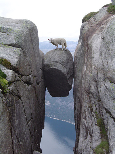 sheep_2.jpg