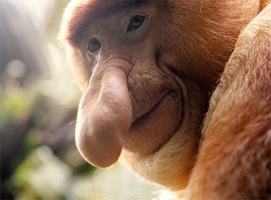 _blogger_761_1659_1600_Proboscis-Monkey-3_spluch-2.jpg