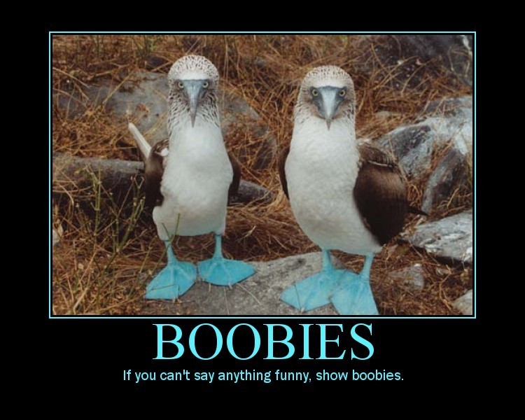 boobies-736096.jpg