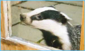 _39510823_babdger_nt.jpg