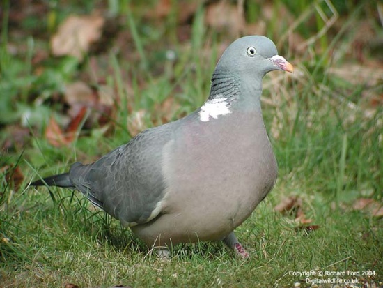 550px-Common_Wood_Pigeon.jpg