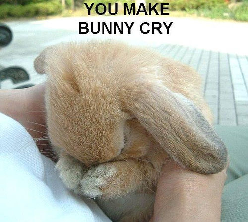 bunny.jpg
