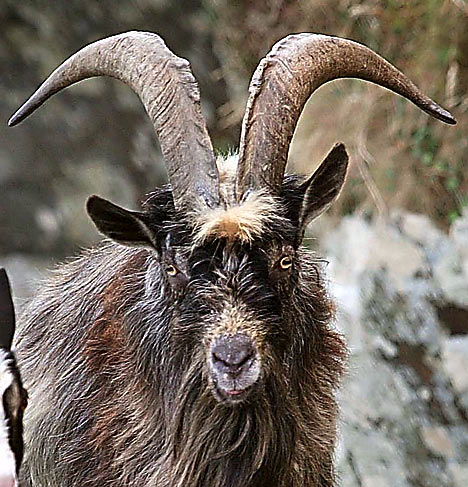 FeralGoatDM_468x487.jpg