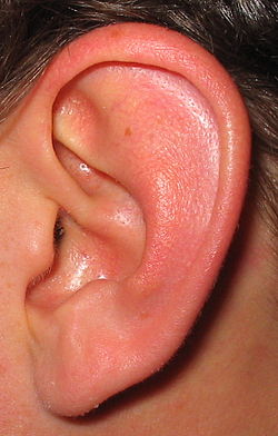 250px-Ear.jpg