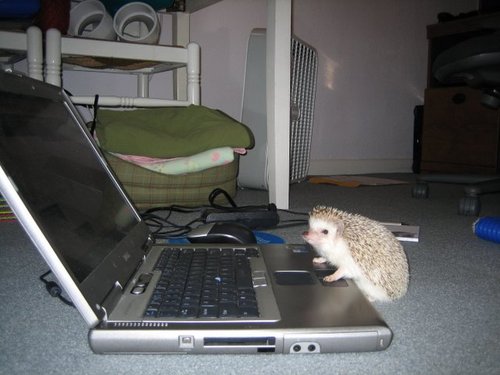 toastylaptop.jpg