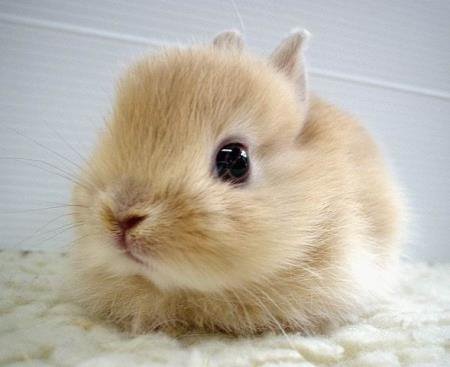 Cute%2Bbunny1.bmp