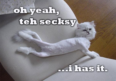 sexcat.jpg