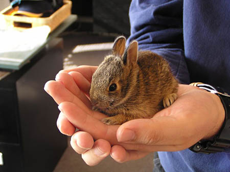 Stewart_Bunny_1.sized.jpg