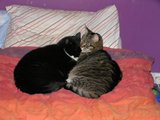 th_catsonbed.jpg