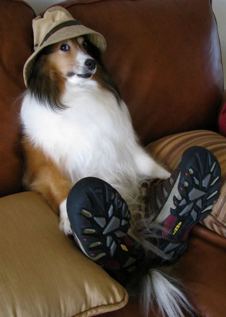 large-dog-hat-sneakers-photo.jpg