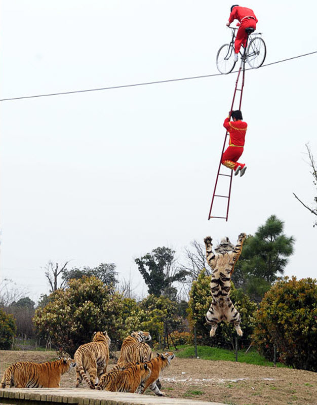 tigerbikejump.jpg