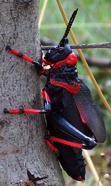 s_african_bushlocust_rob.jpg