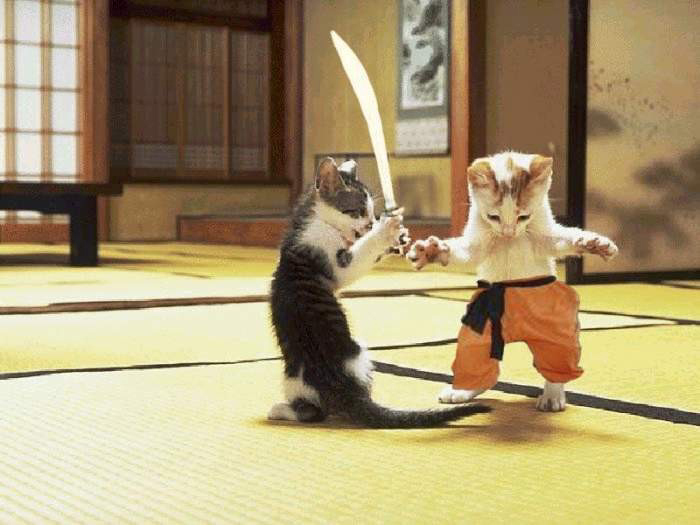 KittenKungFuFighting.jpg