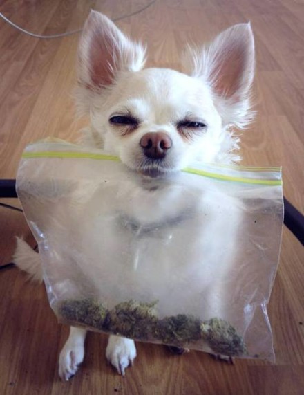 puppy-with-weed-440x571.jpg