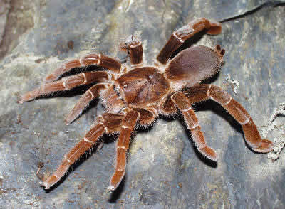 KingBaboonSpiderWHSp_AP7I.jpg