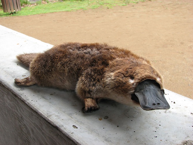 Platypus-3.jpg
