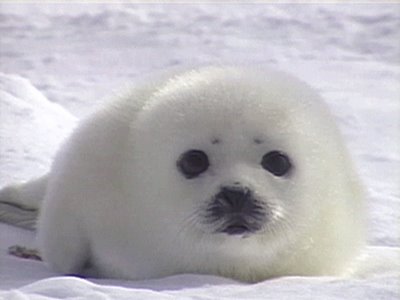 seal.jpg
