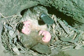 platypus.jpg