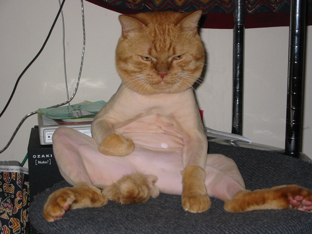 poodle-cat.jpg